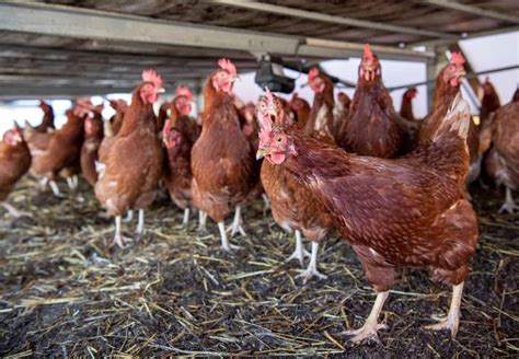 City government allows resumption of gamefowl operations in .
